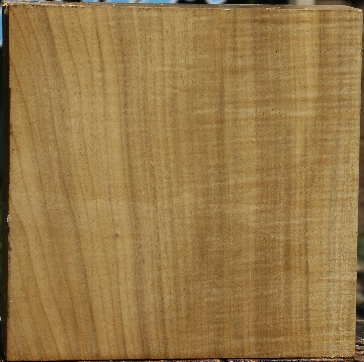 Figured Quartersawn Myrtle Bowl Blank