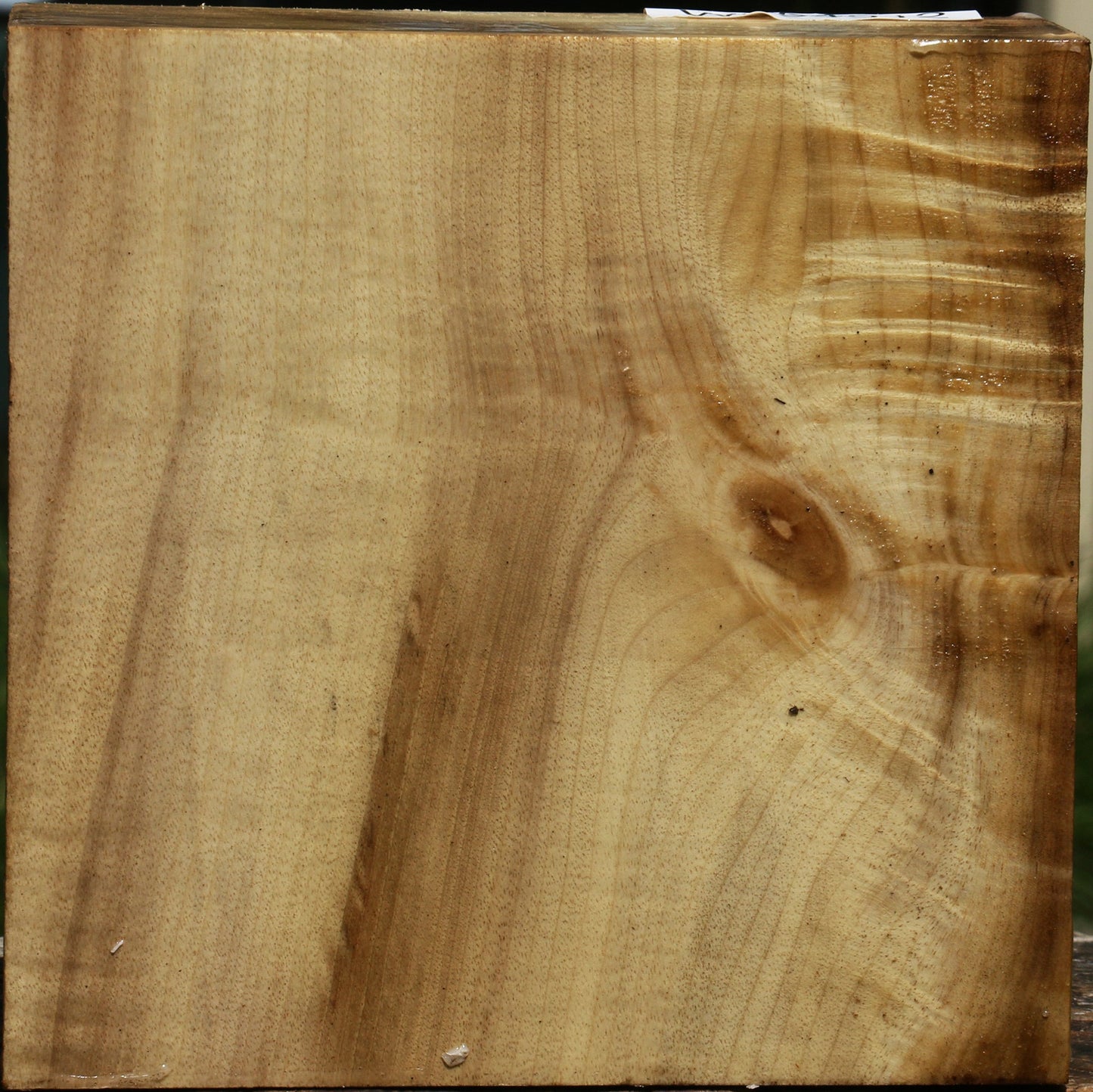Figured Myrtle Bowl Blank