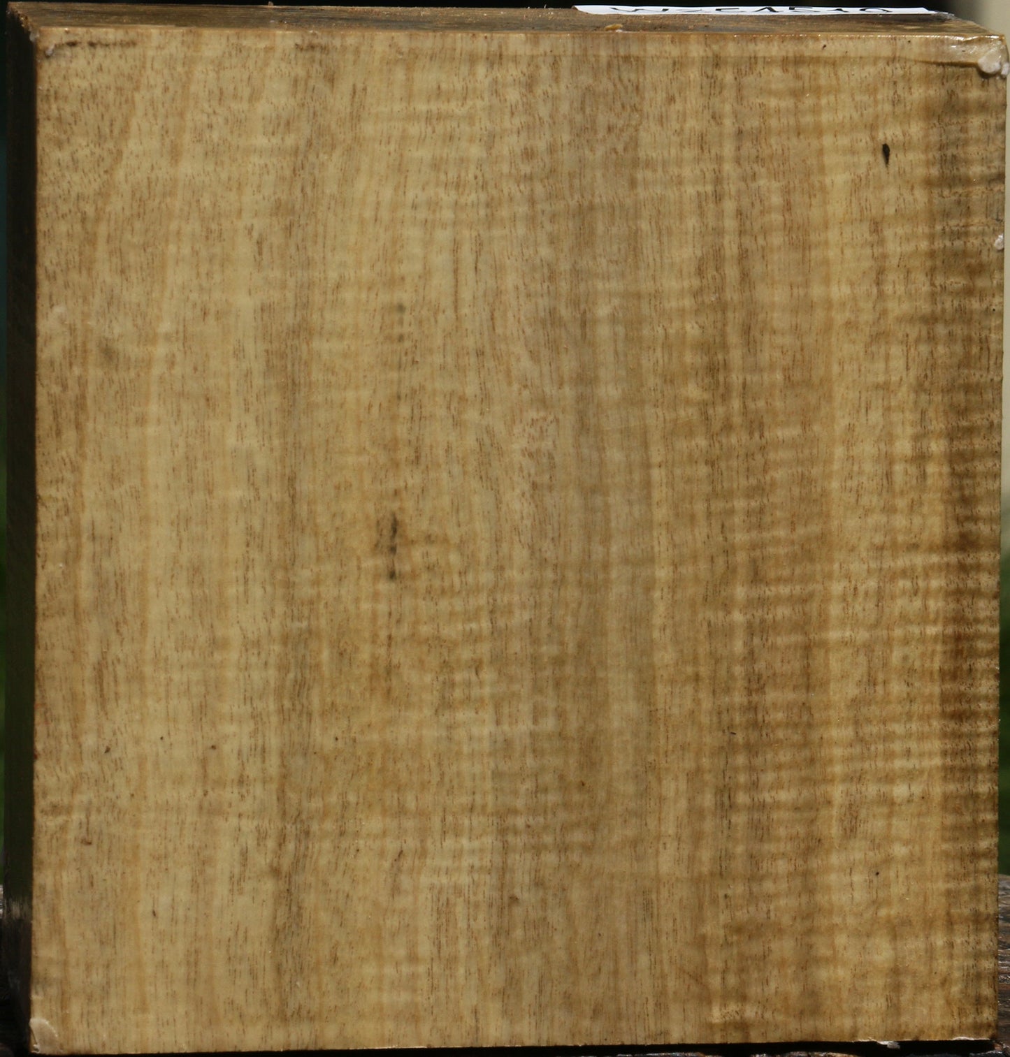 Extra Fancy Myrtle Turning Blank