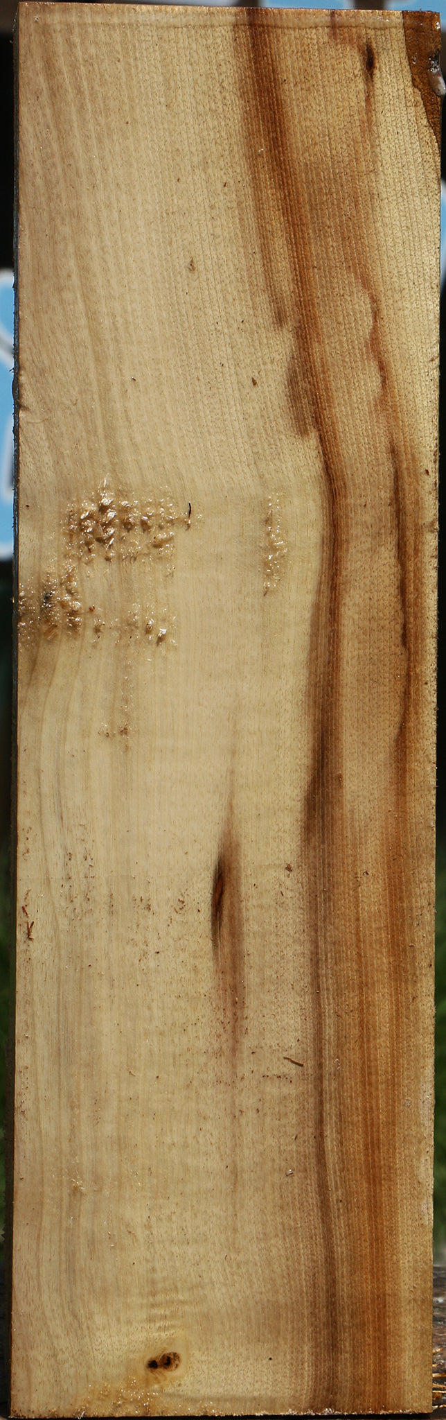 Figured Myrtle Vessel Blank