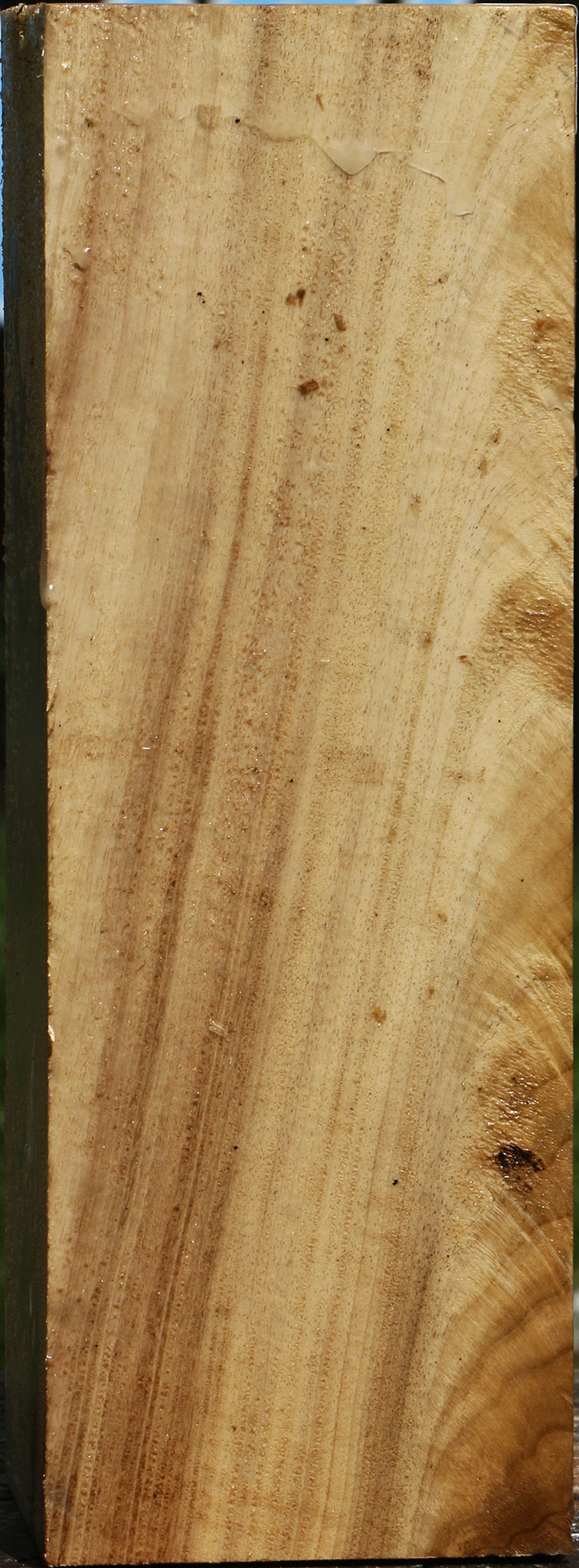 Figured Myrtle Vessel Blank