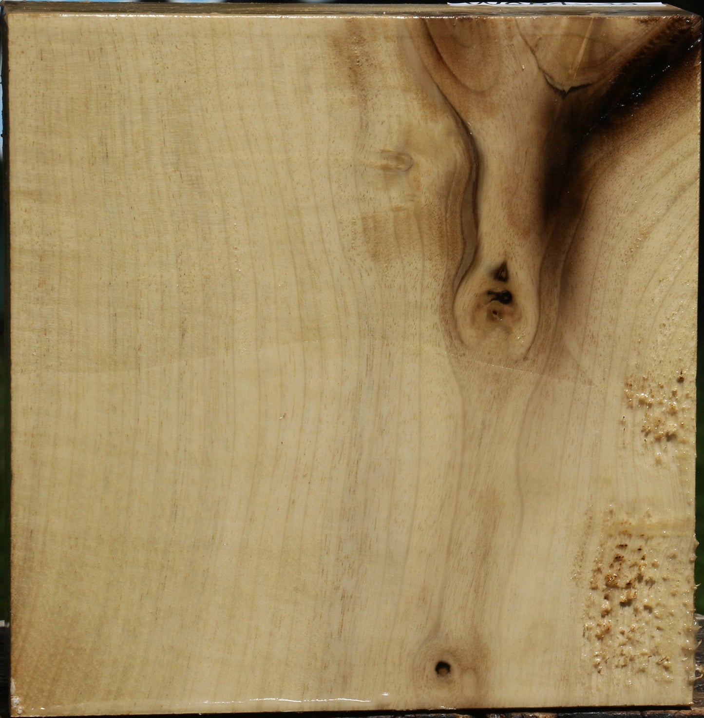 Myrtle Bowl Blank