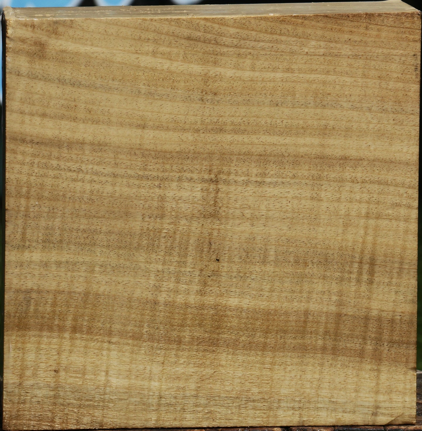 Extra Fancy Myrtle Bowl Blank