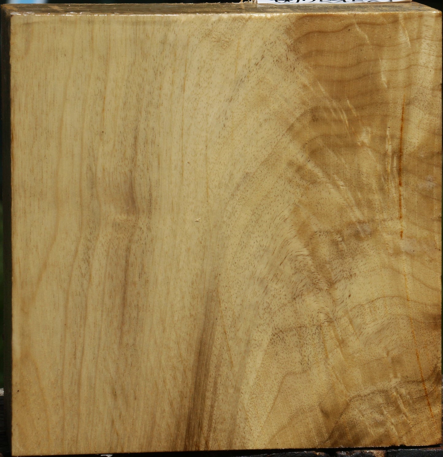 Figured Myrtle Bowl Blank