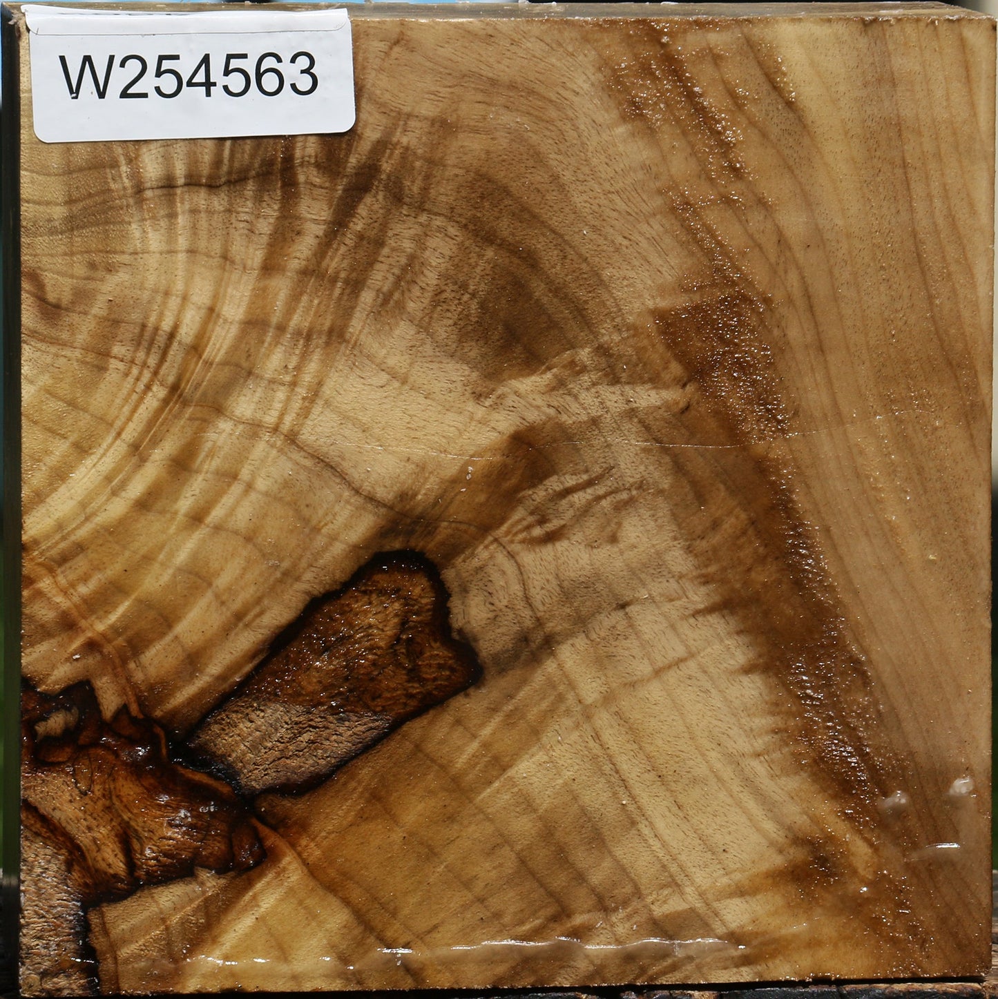 Extra Fancy Rustic Myrtle Bowl Blank