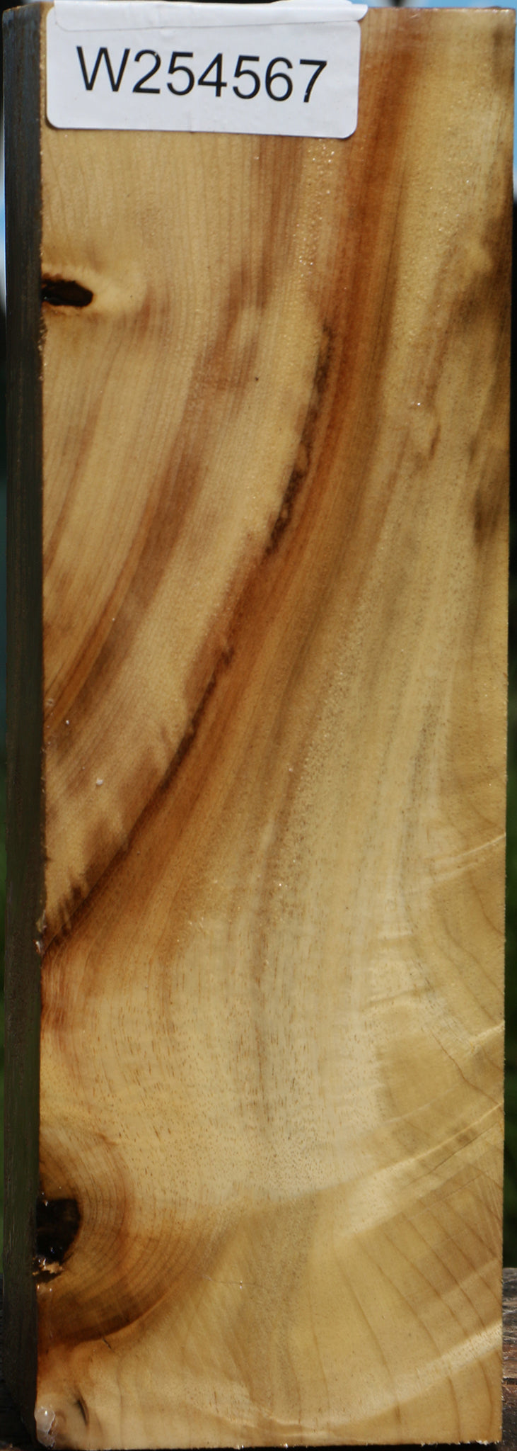 Figured Myrtle Vessel Blank