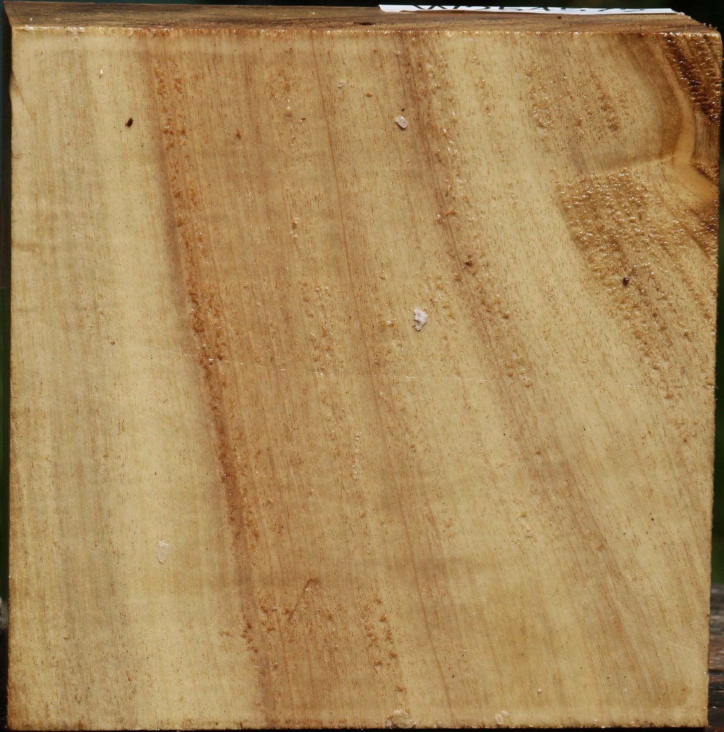 Figured Myrtle Bowl Blank