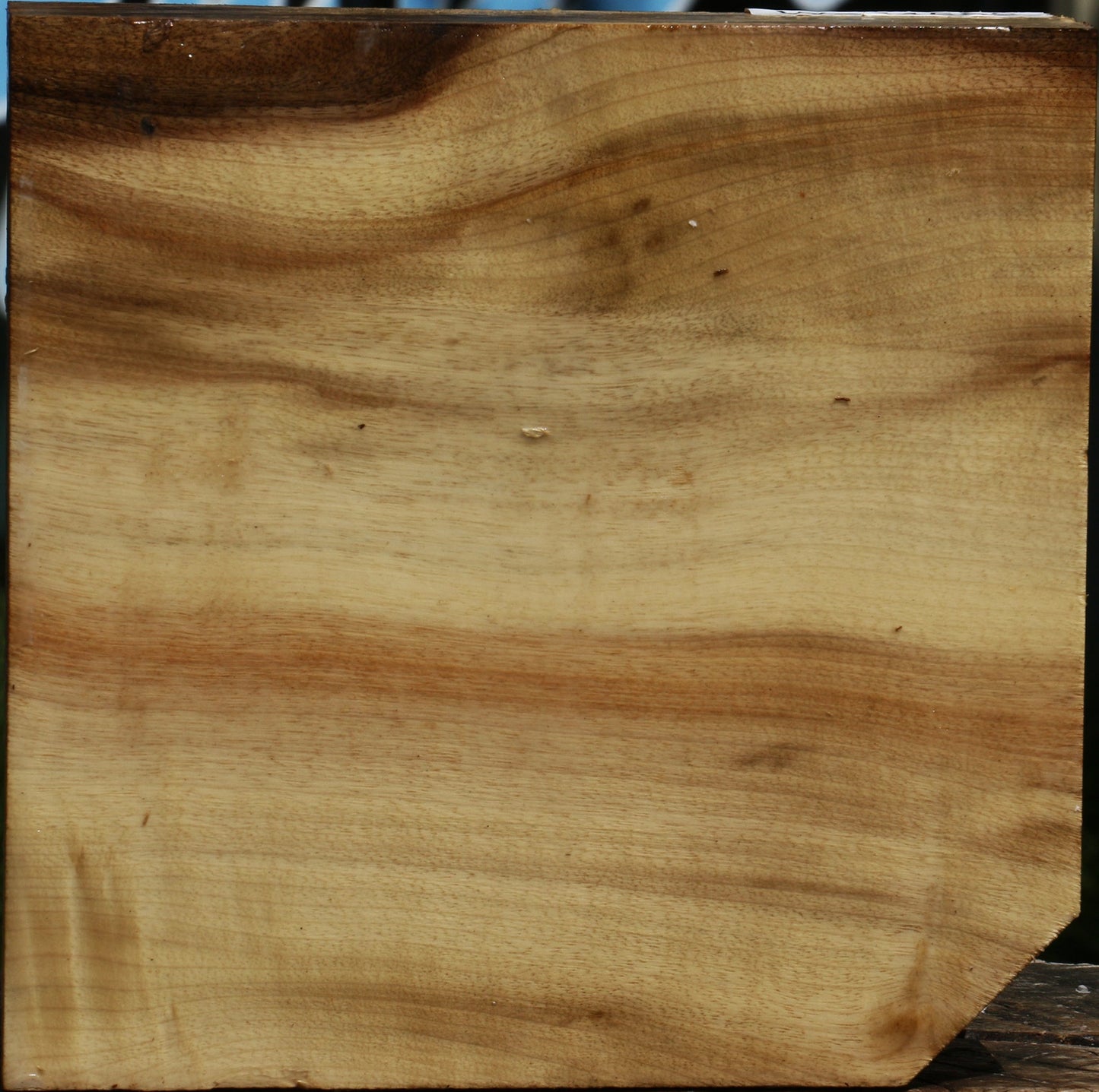 Figured Myrtle Bowl Blank