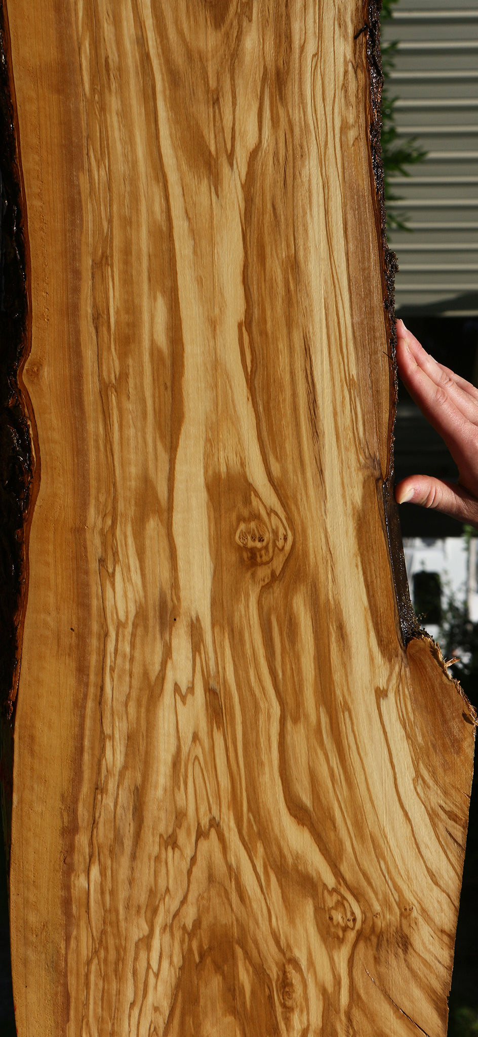Extra Fancy Italian Olive Live Edge Lumber