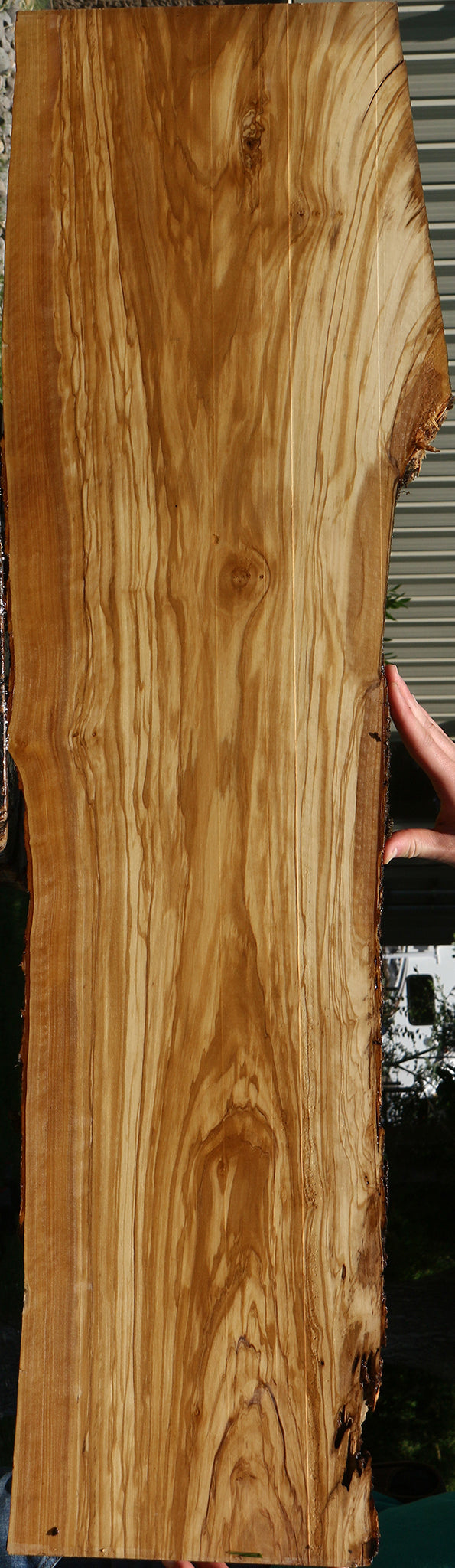 Extra Fancy Italian Olive Live Edge Lumber