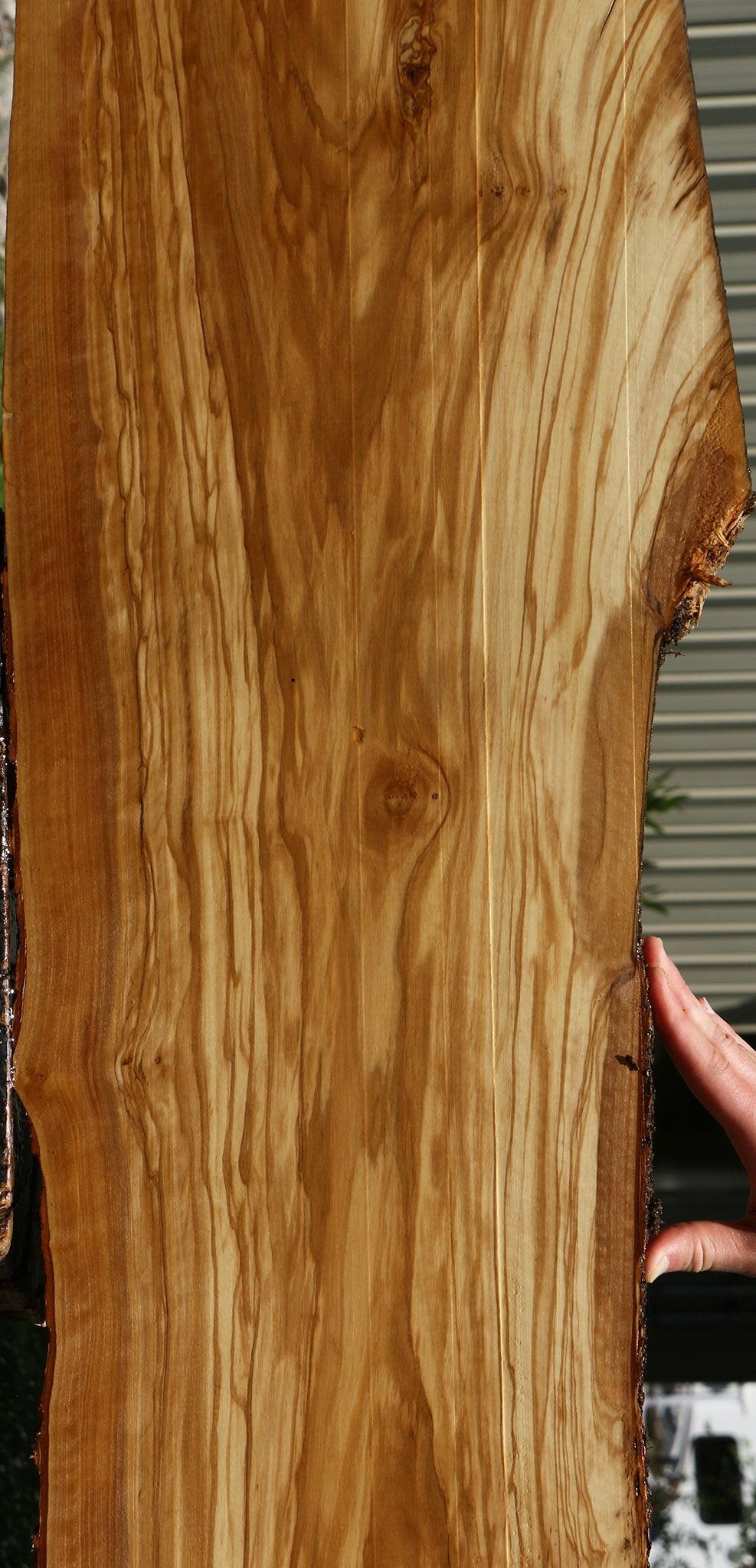 Extra Fancy Italian Olive Live Edge Lumber