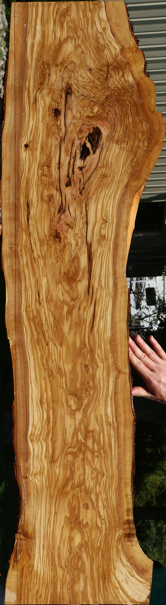 Extra Fancy Rustic Italian Olive Live Edge Lumber