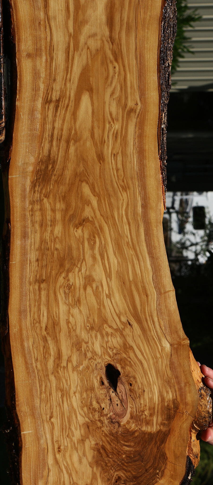 Extra Fancy Rustic Italian Olive Live Edge Lumber