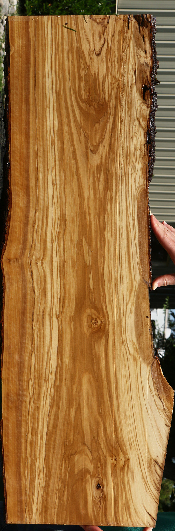 Extra Fancy Italian Olive Live Edge Lumber