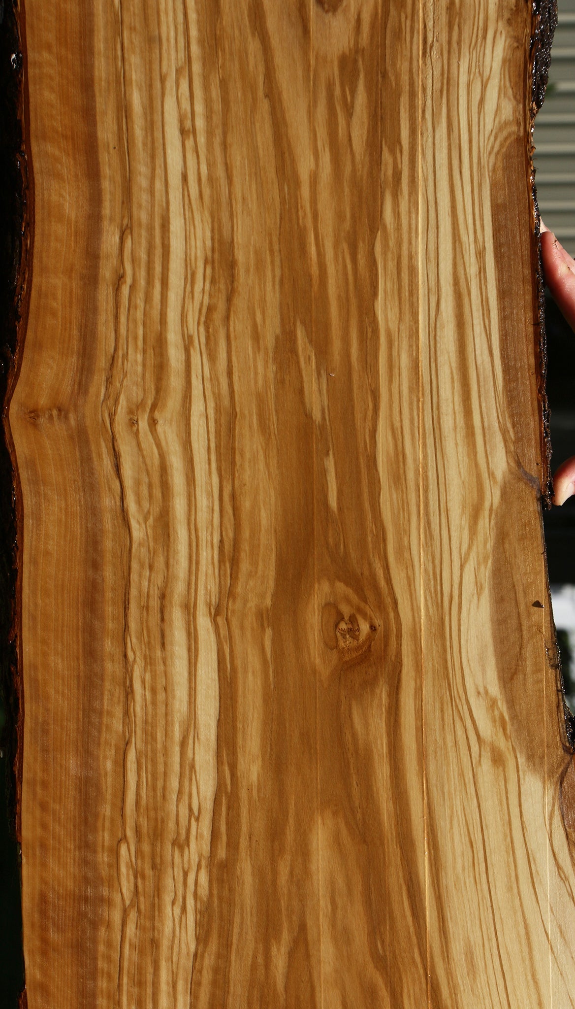 Extra Fancy Italian Olive Live Edge Lumber