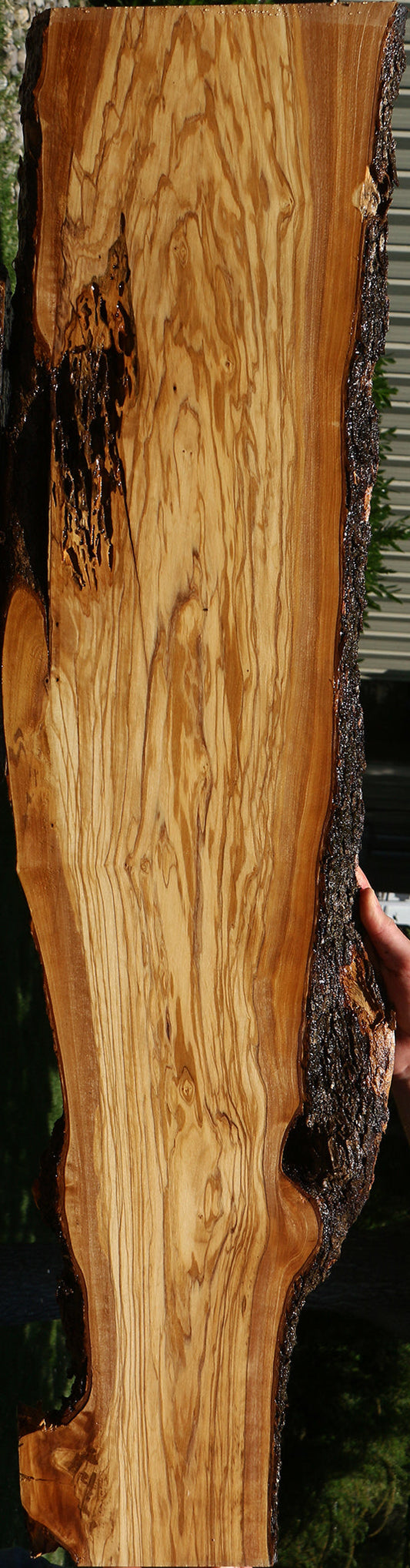 Figured Italian Olive Live Edge Lumber