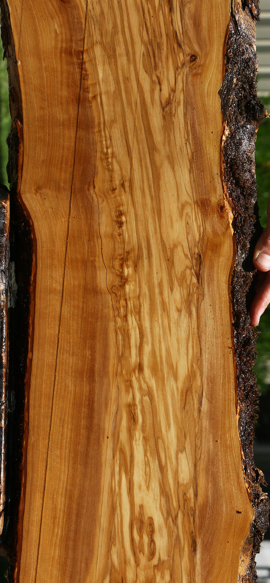 Figured Italian Olive Live Edge Lumber