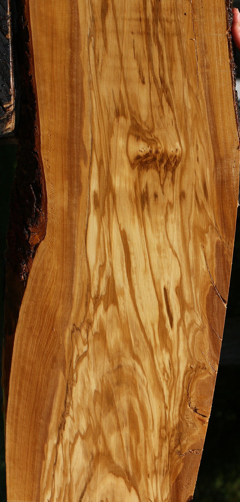 Figured Italian Olive Live Edge Lumber