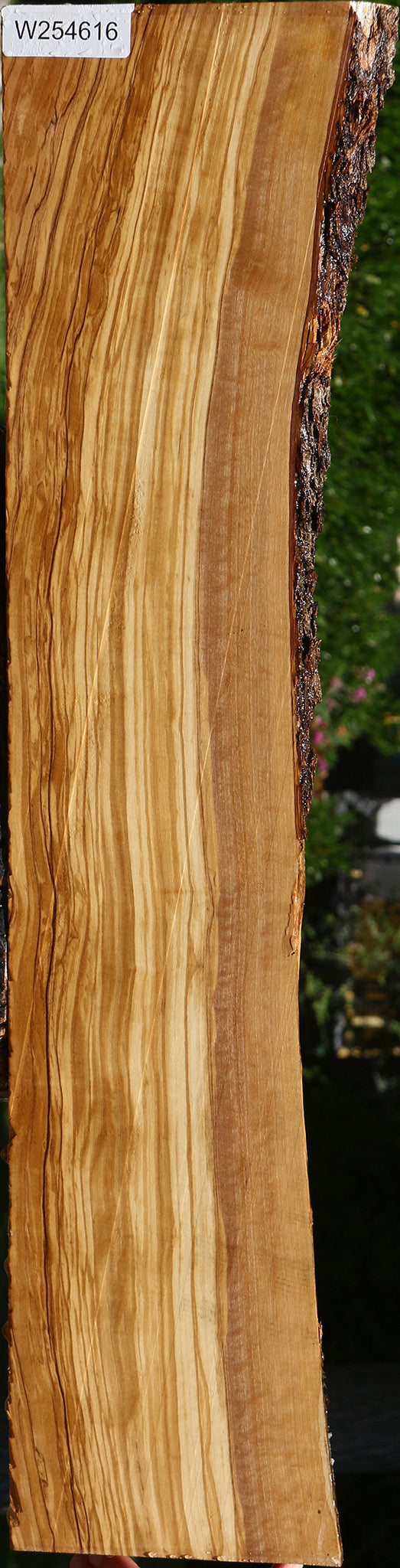Figured Italian Olive Live Edge Lumber