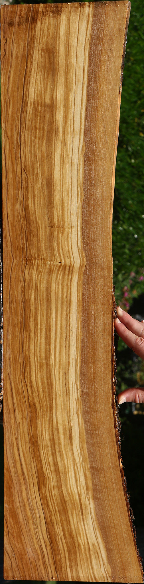 Figured Italian Olive Live Edge Lumber