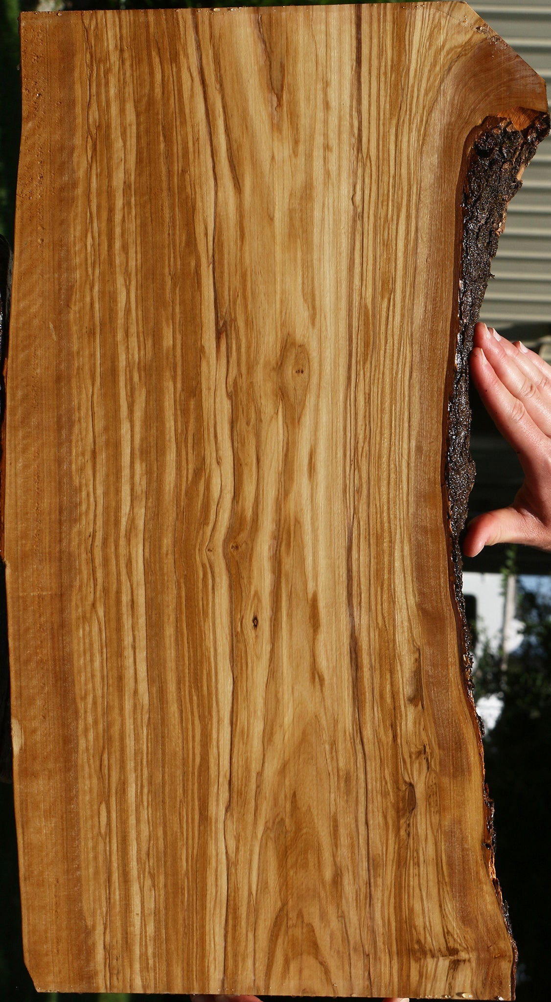 Extra Fancy Italian Olive Live Edge Lumber