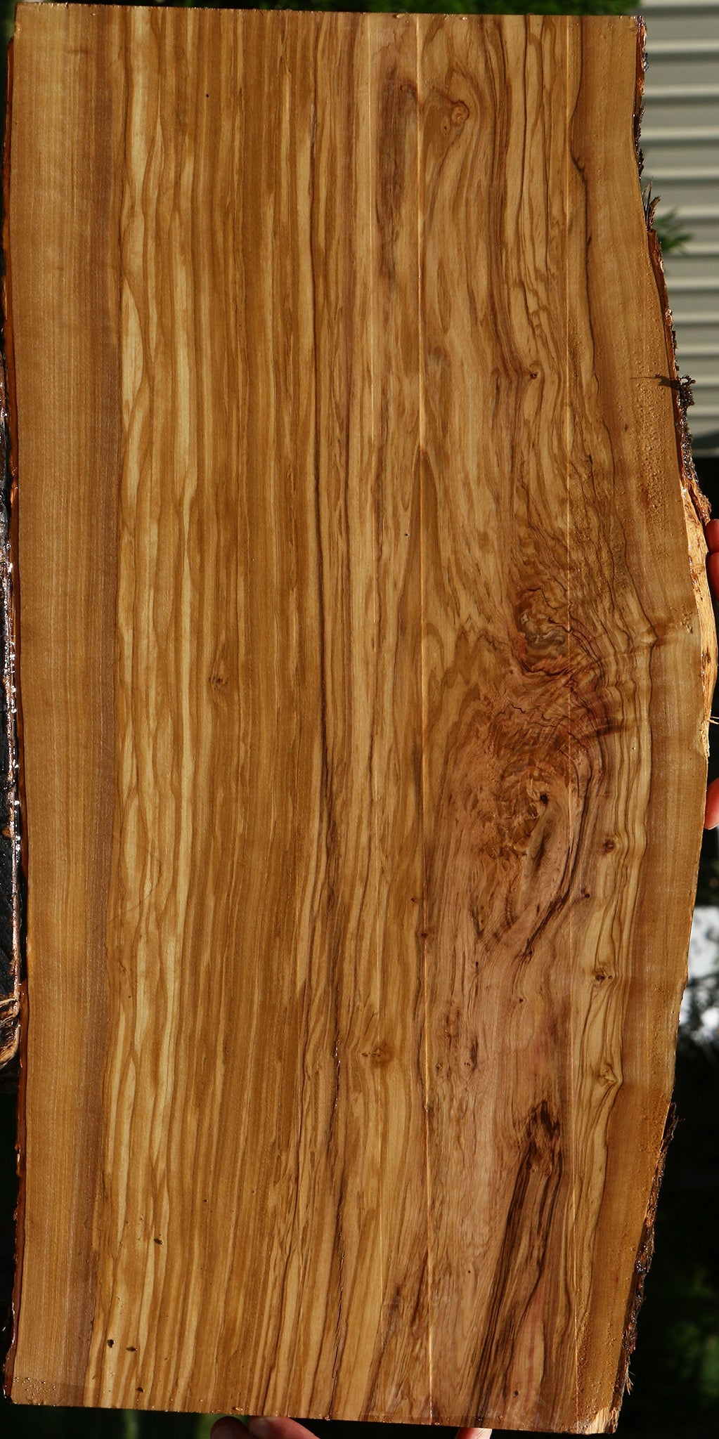 Extra Fancy Italian Olive Live Edge Lumber