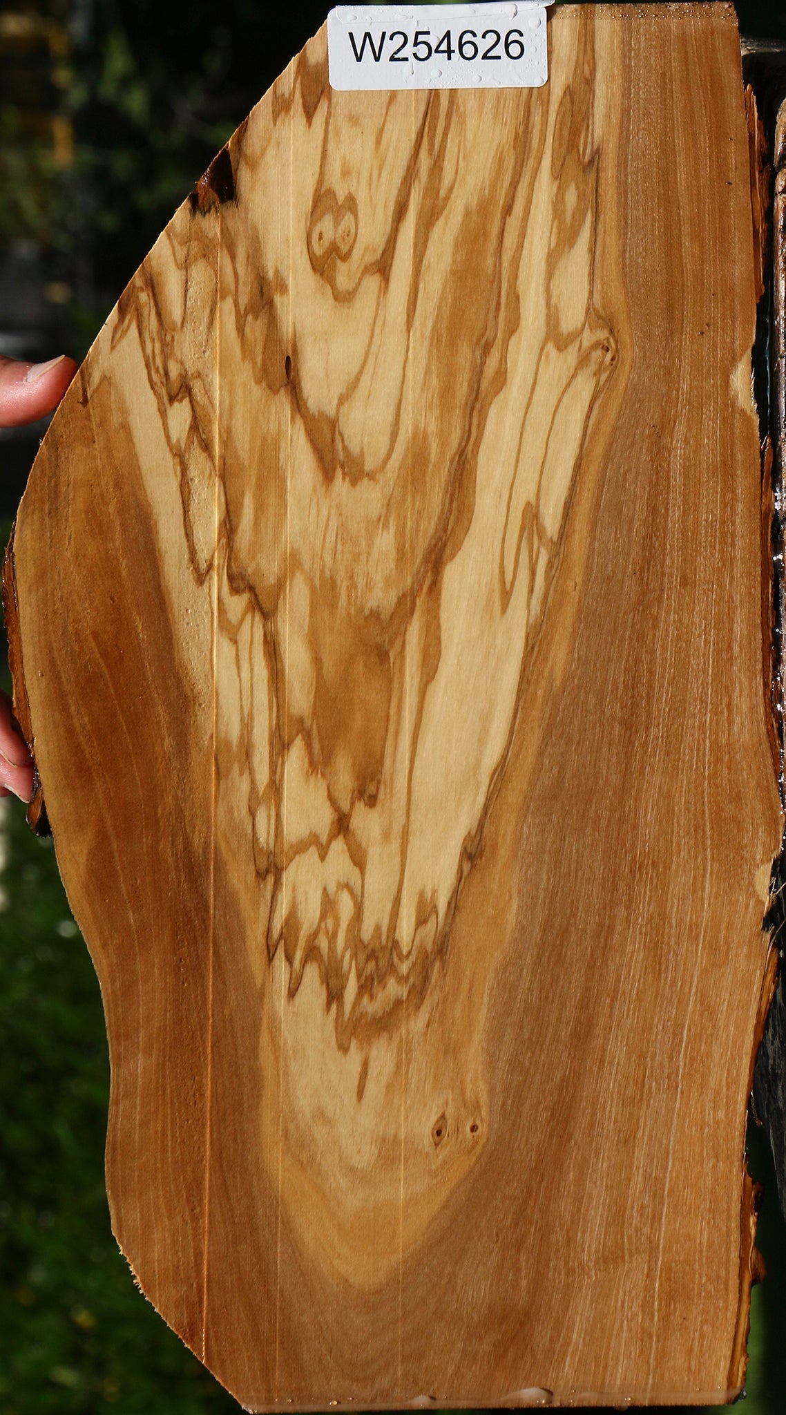 Italian Olive Live Edge Lumber