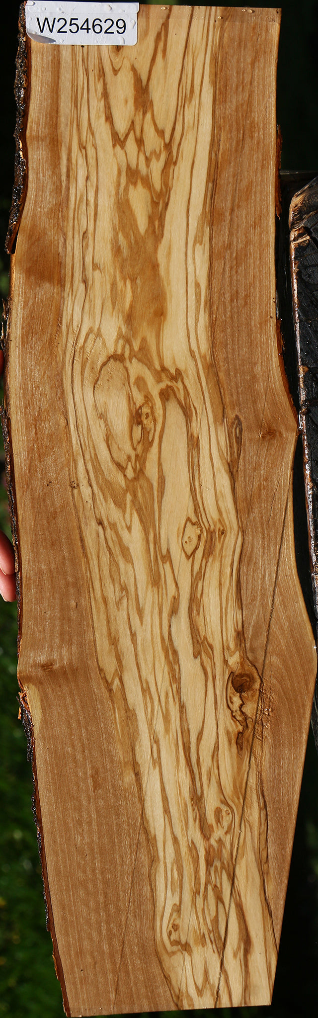 Italian Olive Live Edge Lumber
