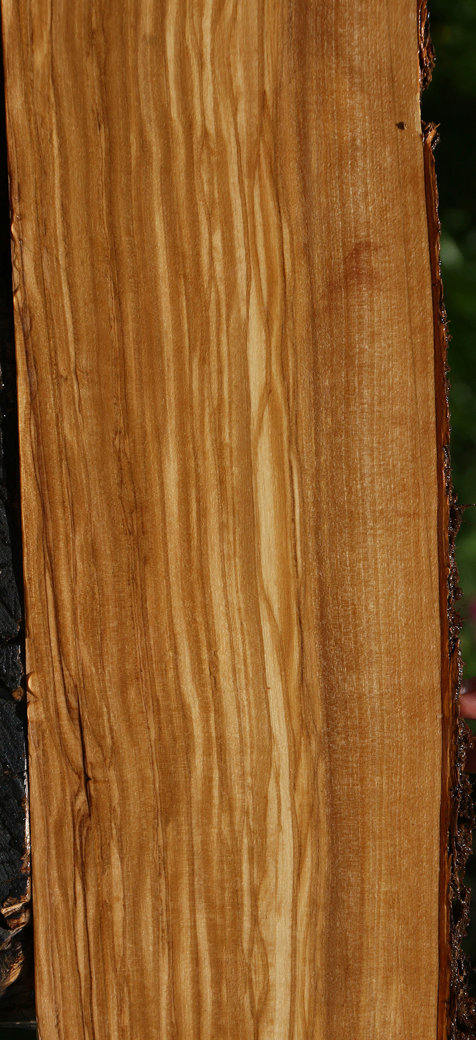 Figured Italian Olive Live Edge Lumber