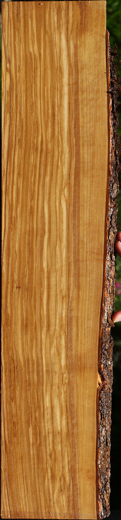 Figured Italian Olive Live Edge Lumber