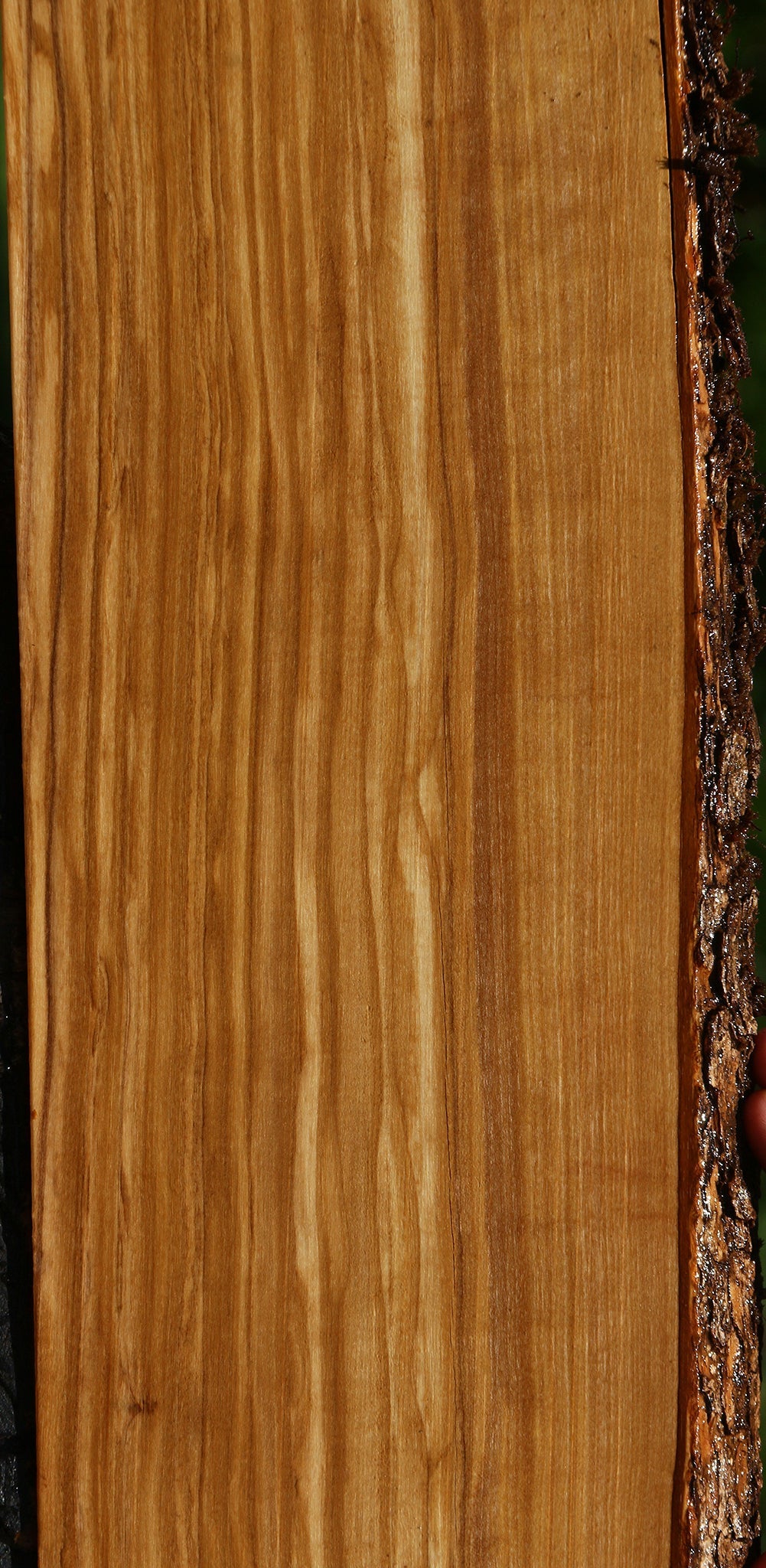 Figured Italian Olive Live Edge Lumber
