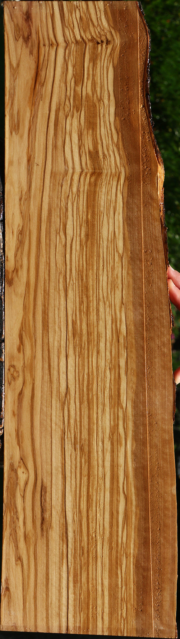 Extra Fancy Italian Olive Live Edge Lumber