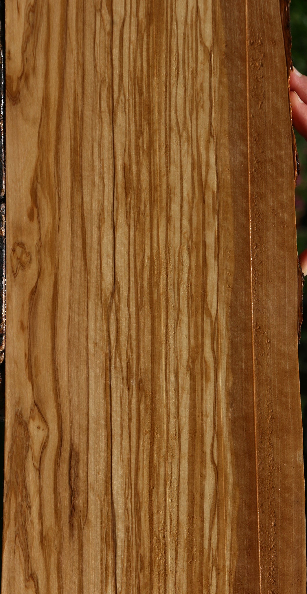 Extra Fancy Italian Olive Live Edge Lumber
