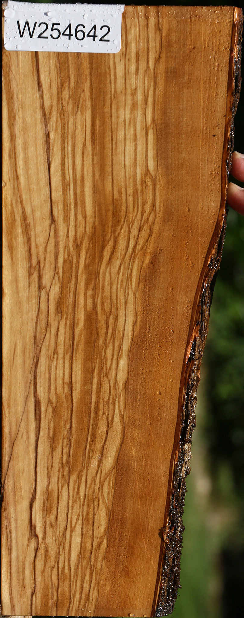 Extra Fancy Italian Olive Live Edge Lumber
