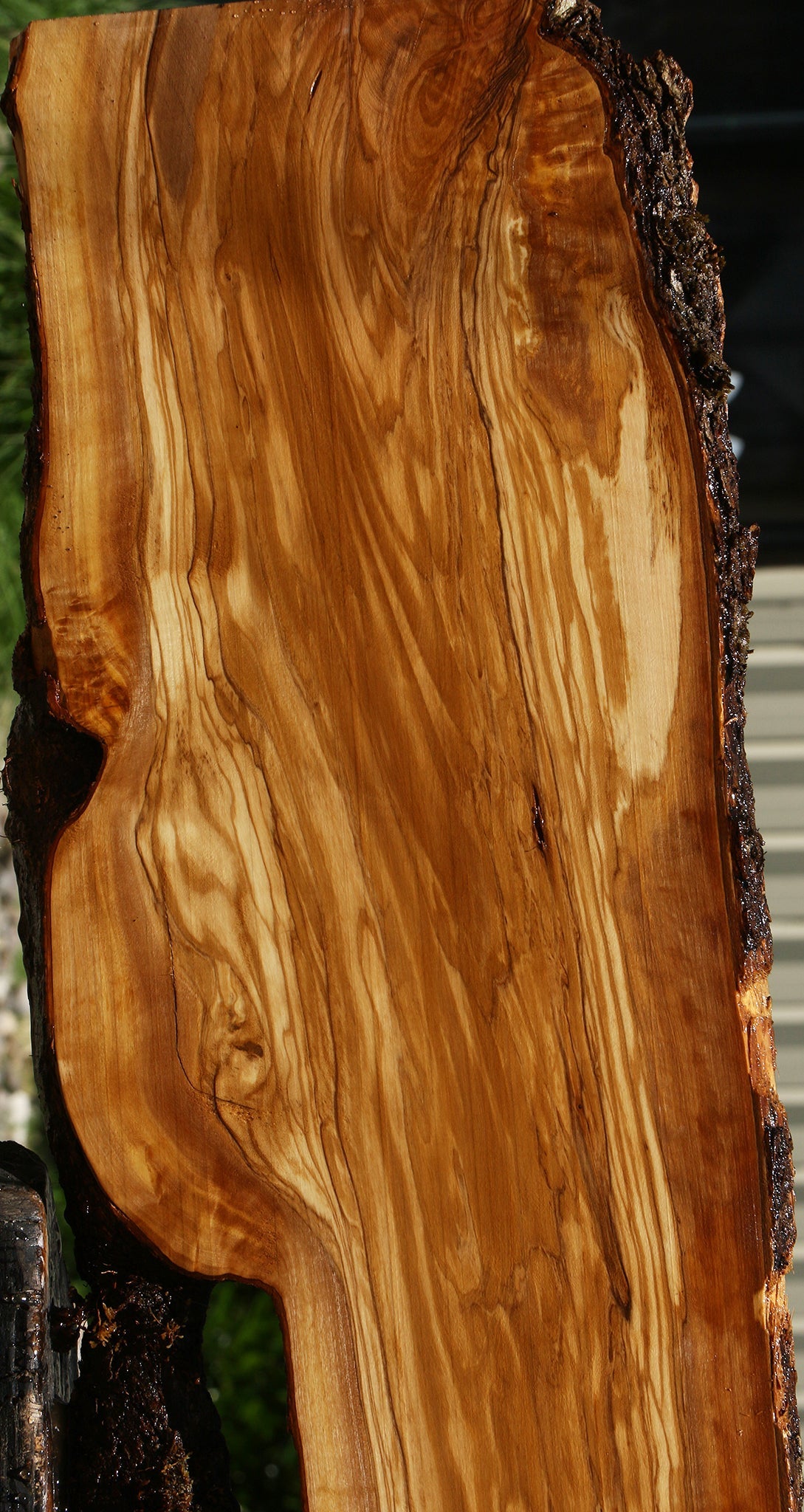 Figured Italian Olive Live Edge Lumber