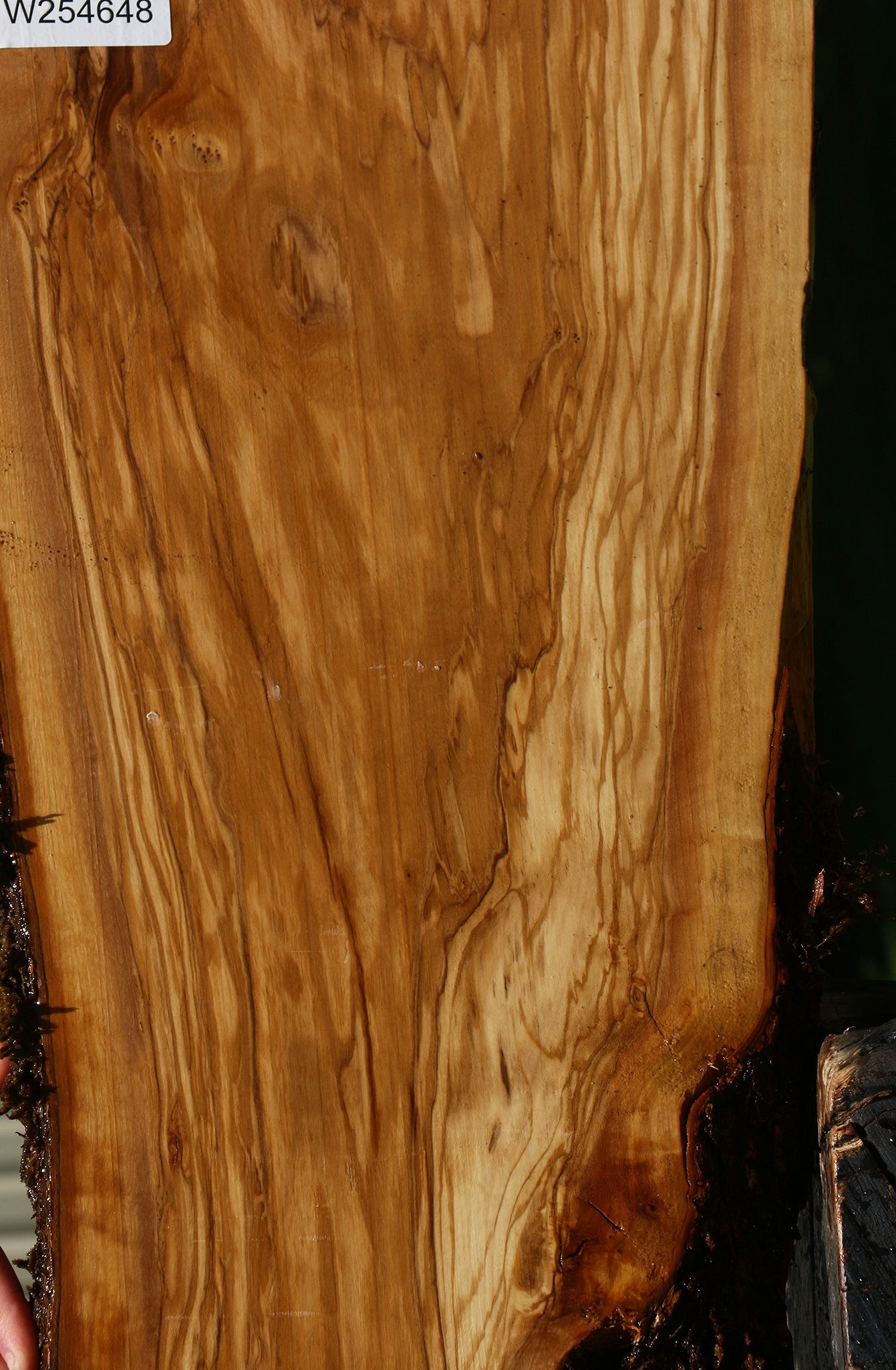 Figured Italian Olive Live Edge Lumber