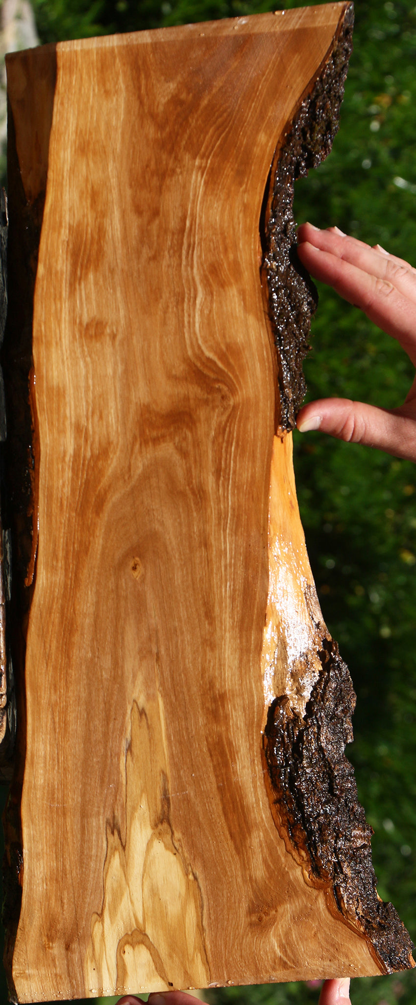 Italian Olive Live Edge Lumber