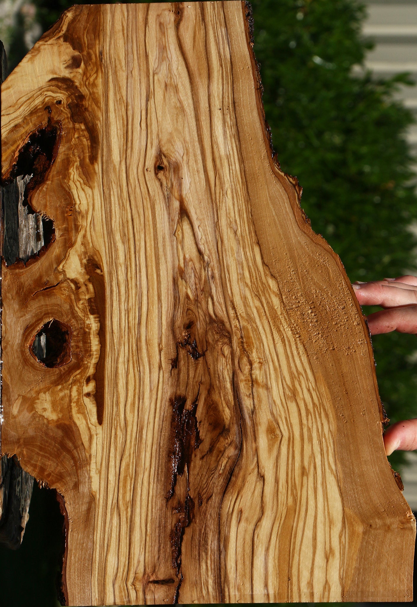 Figured Italian Olive Live Edge Lumber