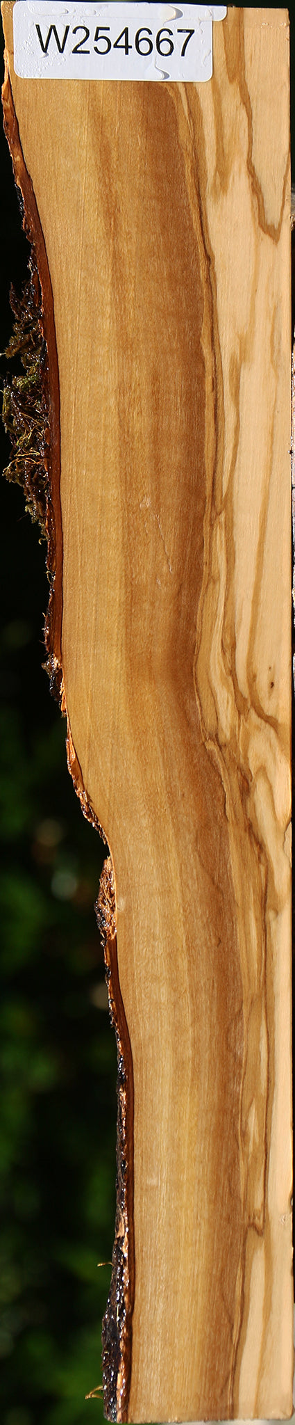 Italian Olive Live Edge Lumber