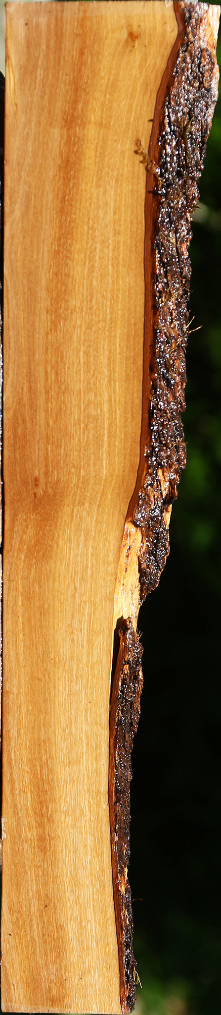 Italian Olive Live Edge Lumber