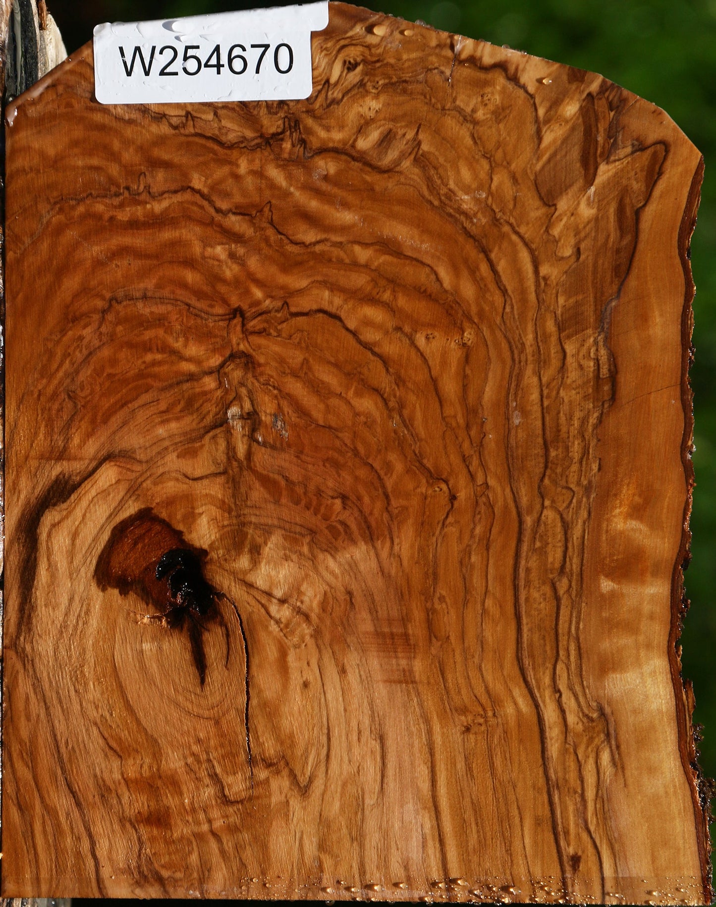 Exhibition Italian Olive Live Edge Lumber