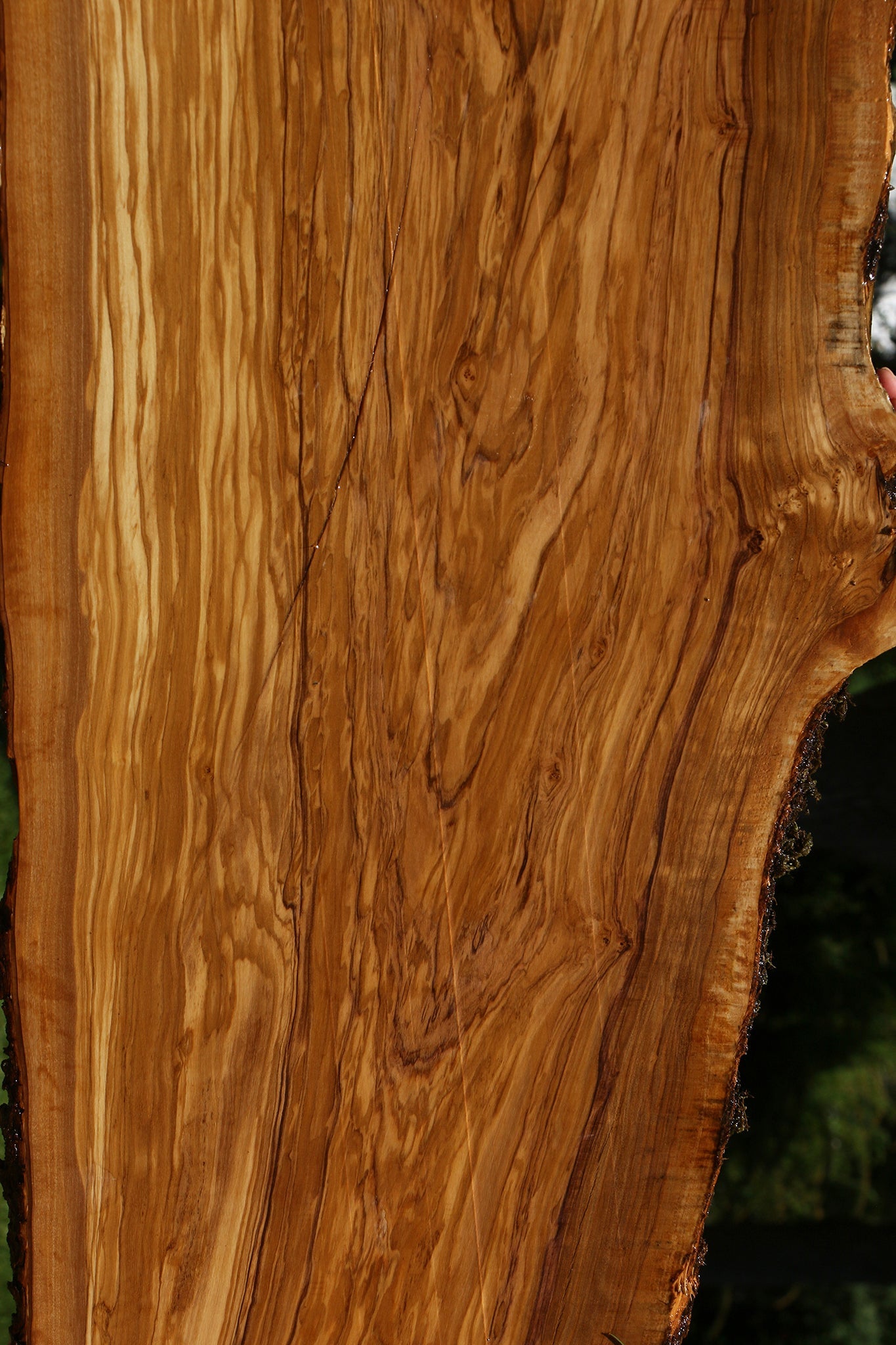 Extra Fancy Italian Olive Live Edge Lumber