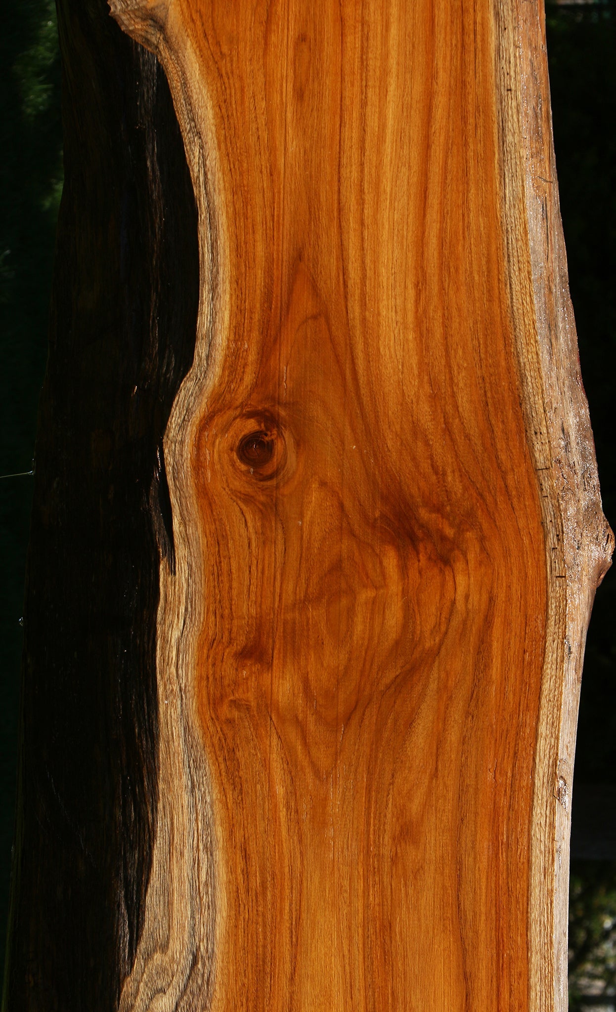 Teak Live Edge Slab (Free Shipping Excluded)