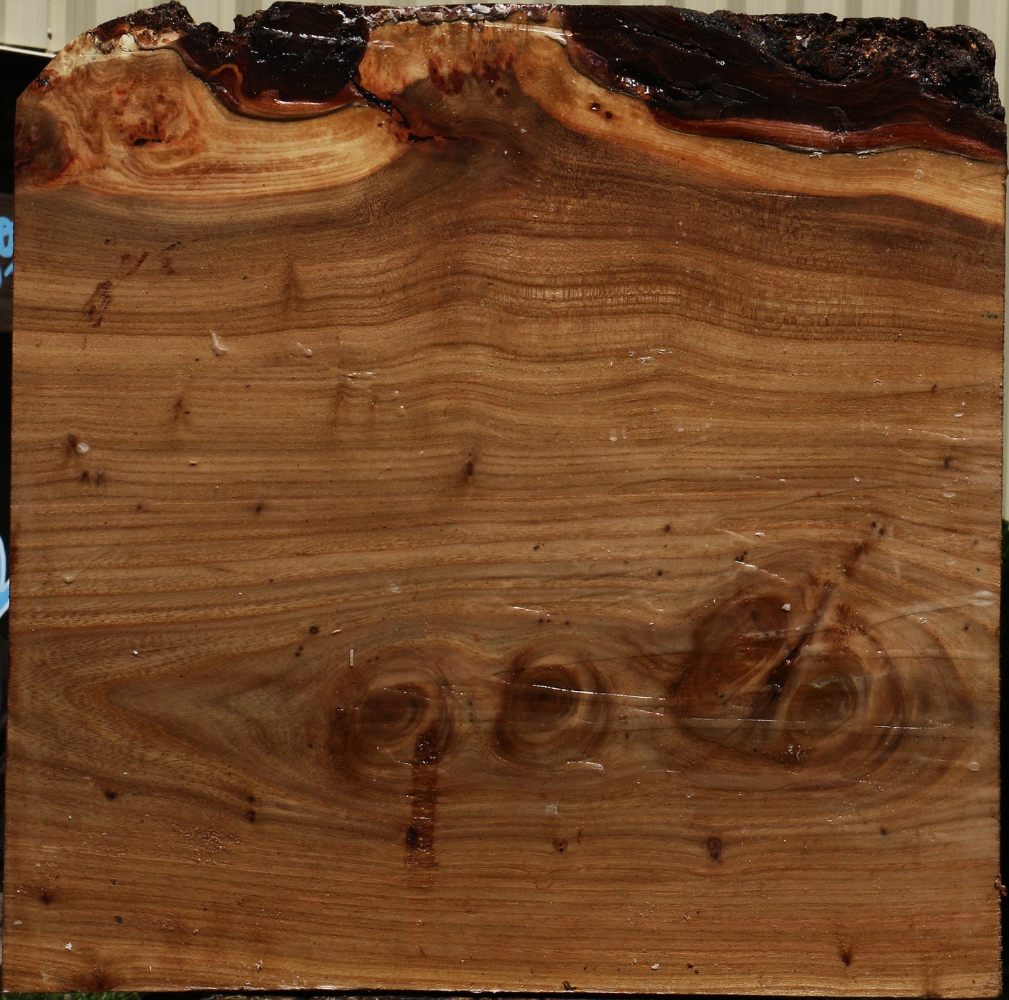 Elm Burl Bowl Blank