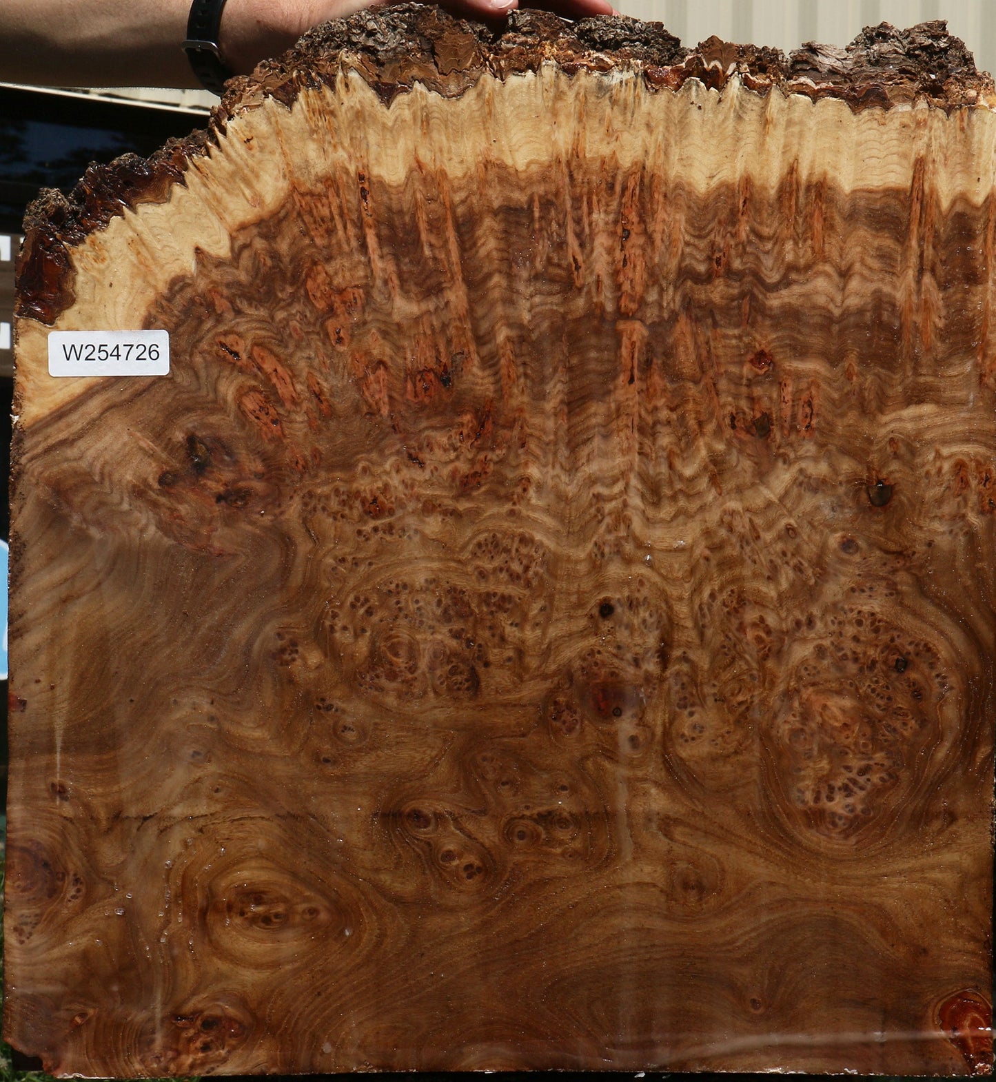 Elm Burl Live Edge Turning Blank