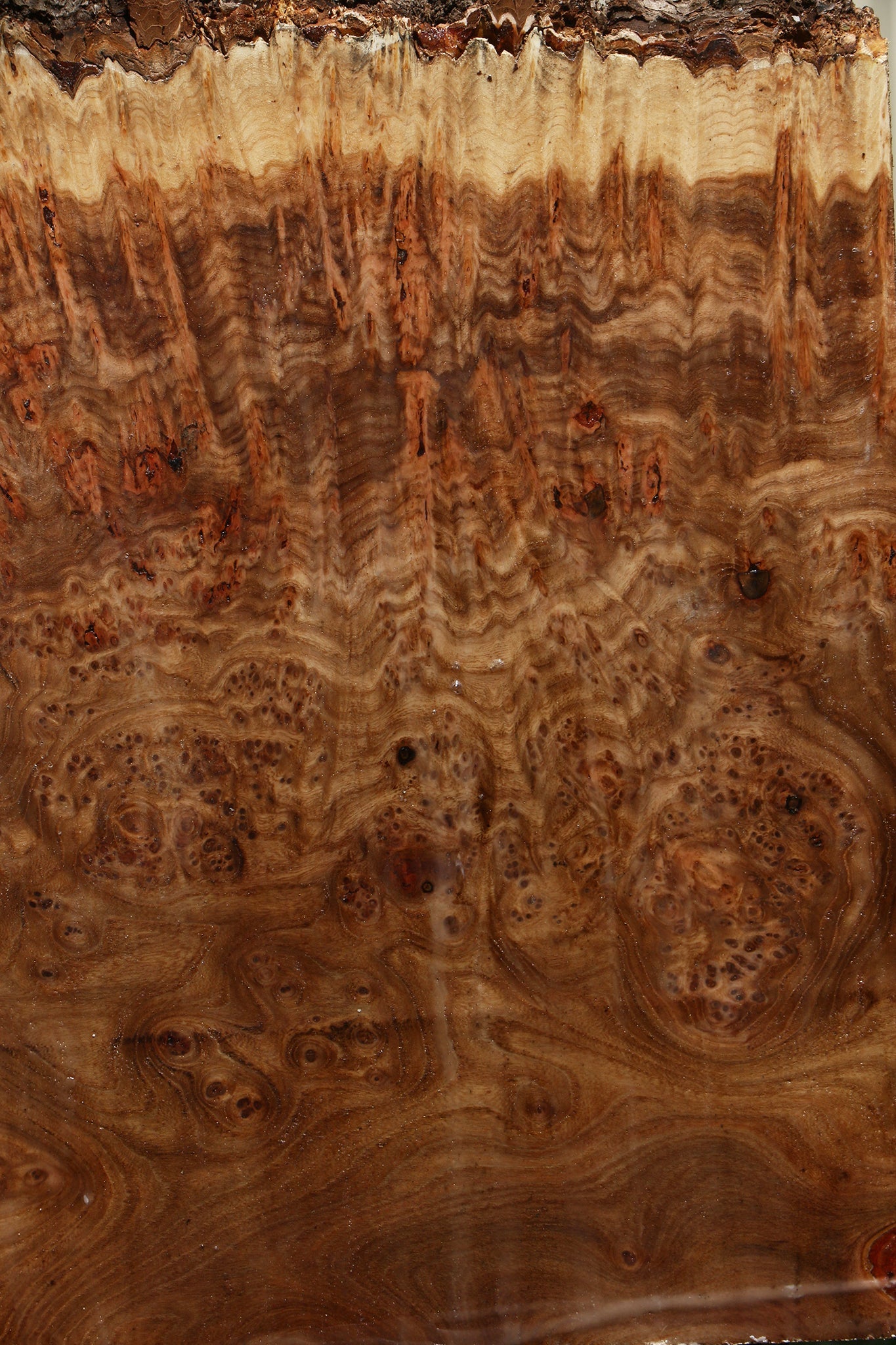Elm Burl Live Edge Turning Blank