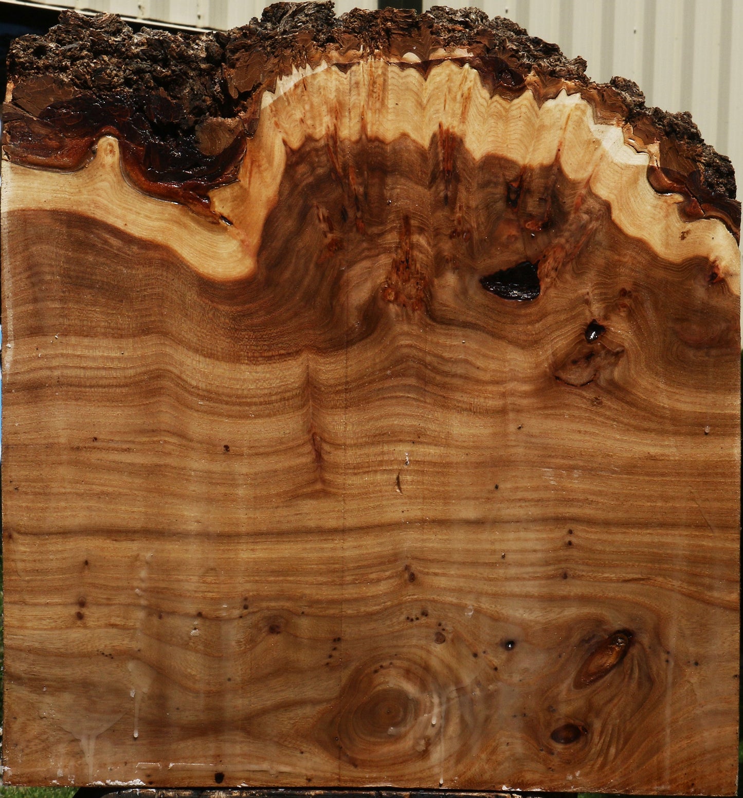 Elm Burl Live Edge Turning Blank