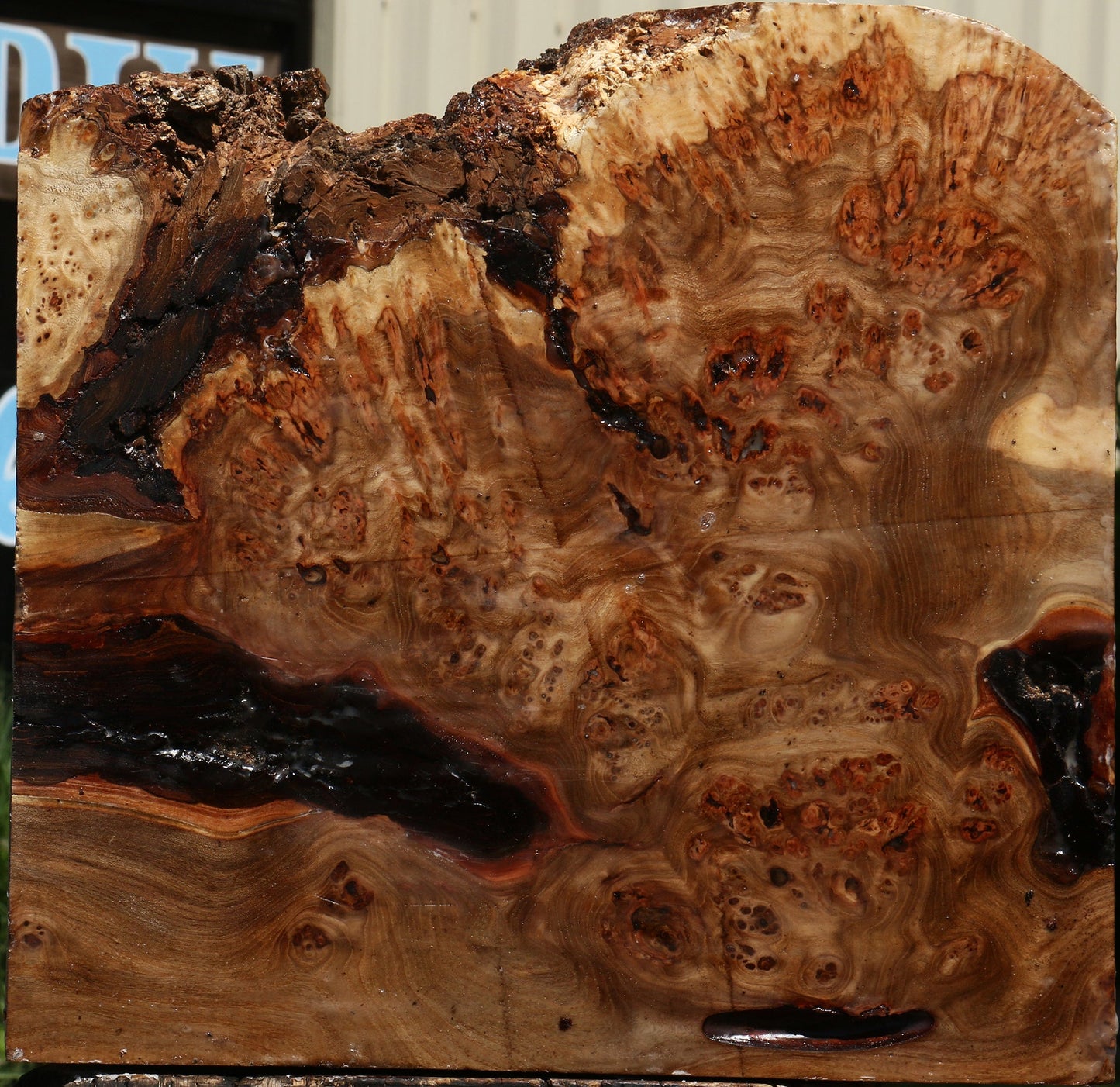 Elm Burl Live Edge Bowl Blank