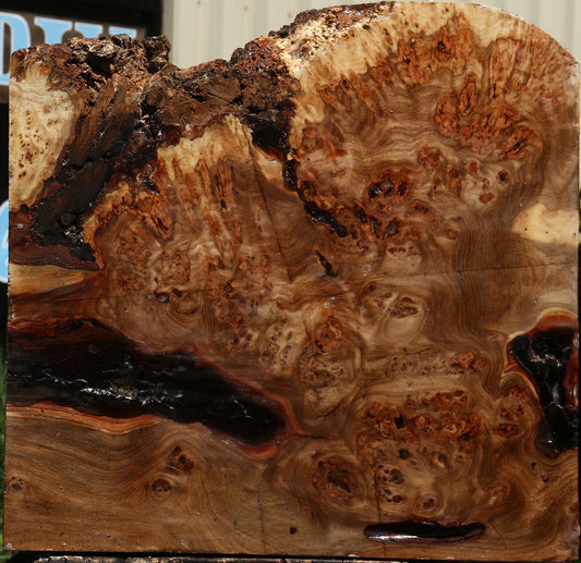 Elm Burl Live Edge Bowl Blank
