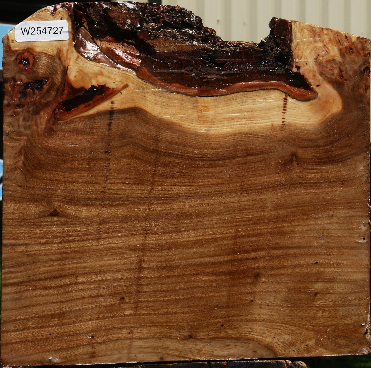 Elm Burl Live Edge Bowl Blank